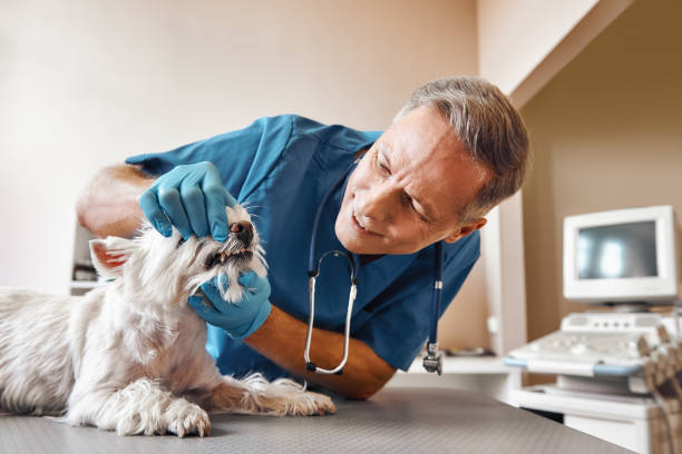 Best Emergency Treatment for Dental Infections or Abscesses in Anderson Creek, NC